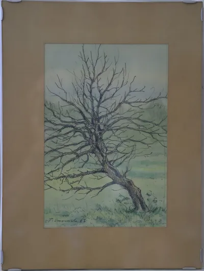 Old apple tree