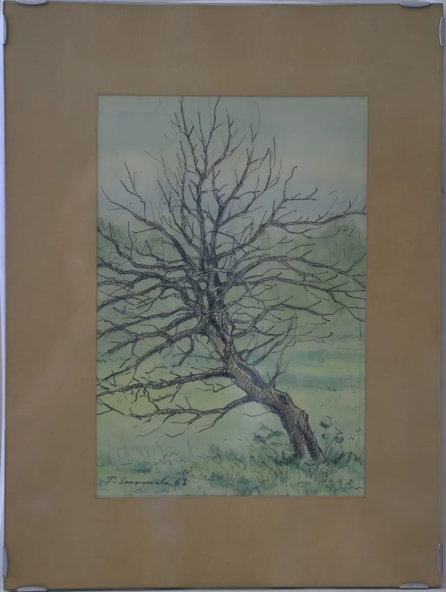 Old apple tree
