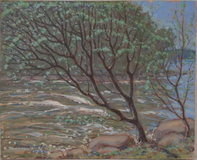 Tree by the rapids